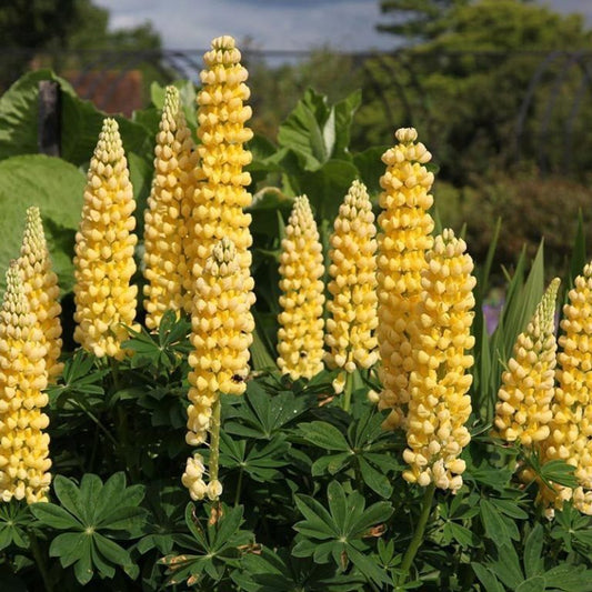 Russel Lupin 'Chandelier'