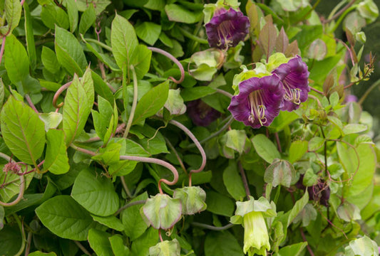Mixed Cup and Saucer Vine