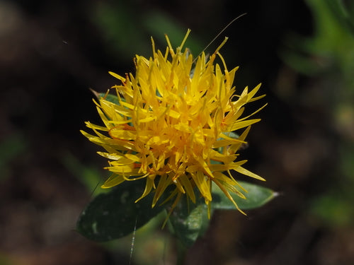 Saffron thistle Yellow
