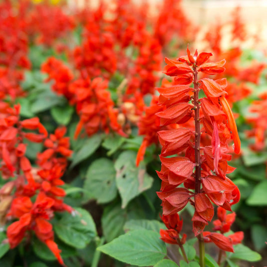 Sage Red-Orange