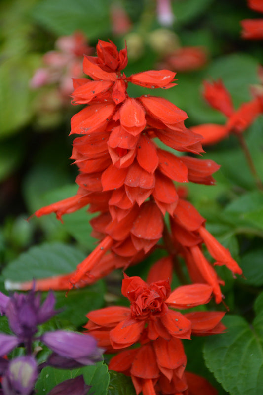 Sage Tango Red