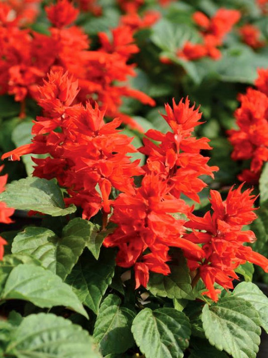 Salvia splendens 'Sage' red