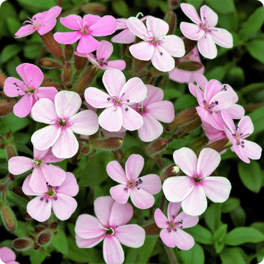 Saponaria `Soapwort Pink Beauty`