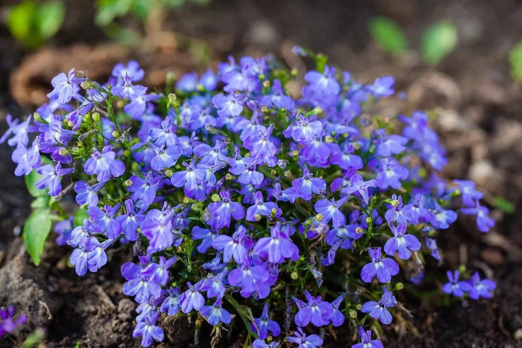 Lobelia Erinu - Saphir