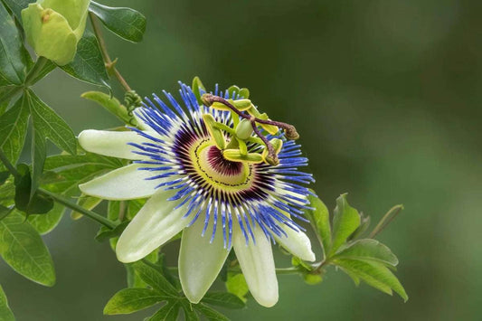 Passion flower