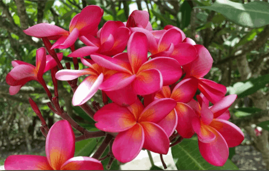 Plumeria rubra "Wailea"