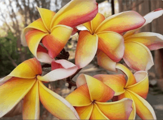 Plumeria rubra "Sai Nam Phueng"