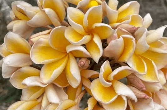 Plumeria rubra "Yellow Gold"
