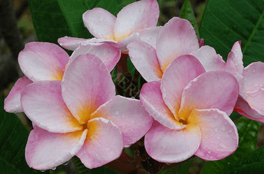 Plumeria rubra "P-26"