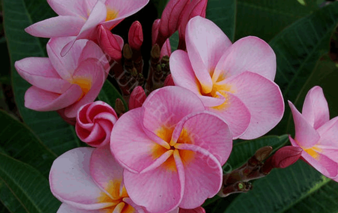Plumeria rubra "Pretty in Pink"