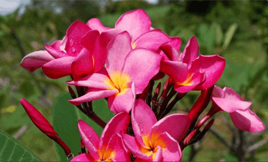 Plumeria rubra "Pinmanee"