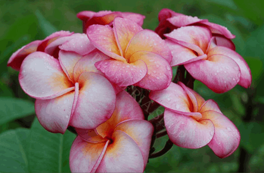 Plumeria rubra "Sangwaan Tabtim"