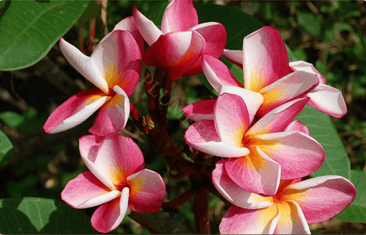 Plumeria rubra "Sao Sisaket"