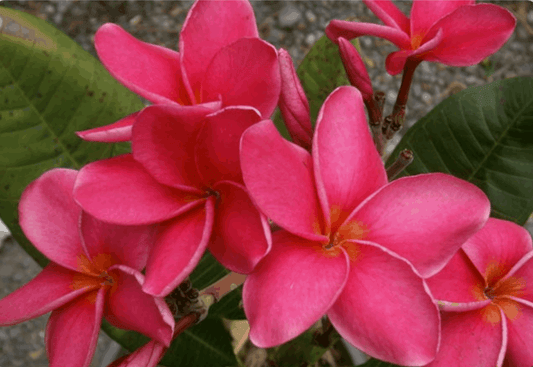 Plumeria rubra "Sexy Pink"