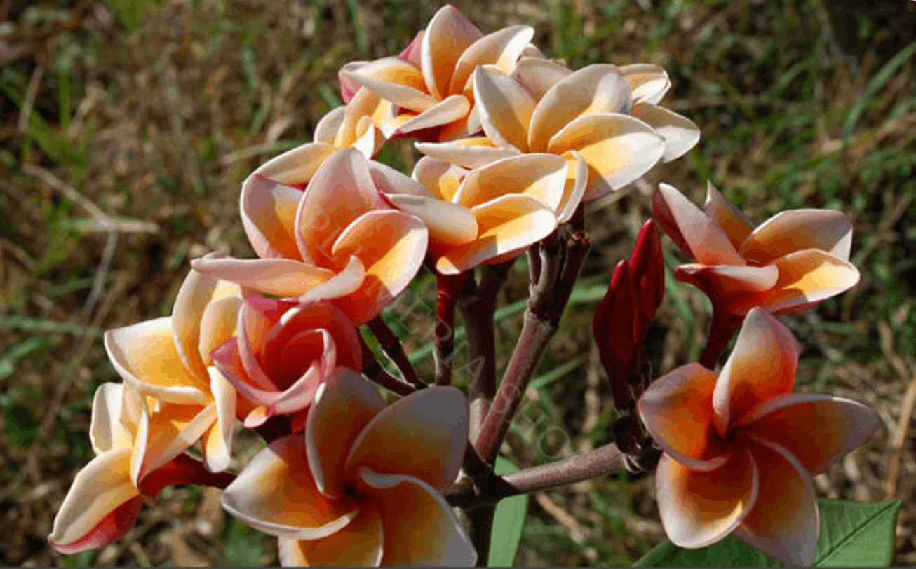 Plumeria rubra "Som See Nuan"