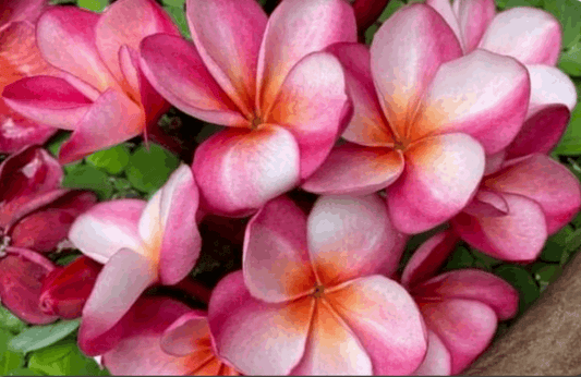 Plumeria rubra "Rin Lanee"