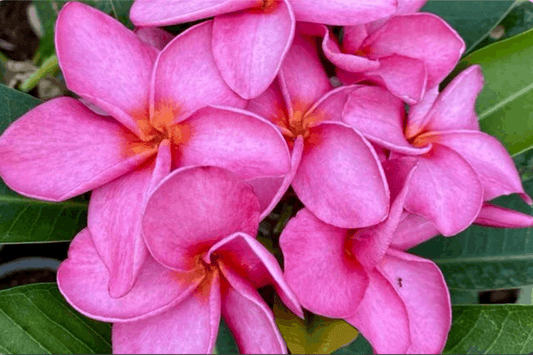 Plumeria rubra "Tawan Shine"
