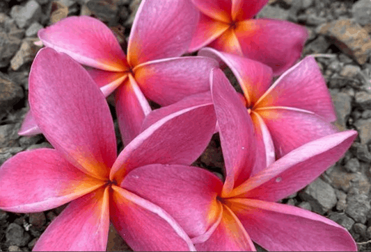 Plumeria rubra "Thornton Mauve"