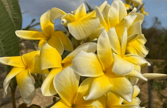 Plumeria rubra "Tong Tipakon"