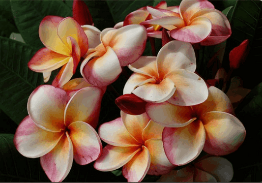 Plumeria rubra "Thong Thaweekhun"