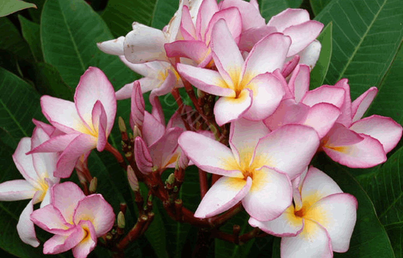 Plumeria rubra "Chompoo Si Nuan"