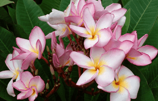 Plumeria rubra "Chompoo Si Nuan"