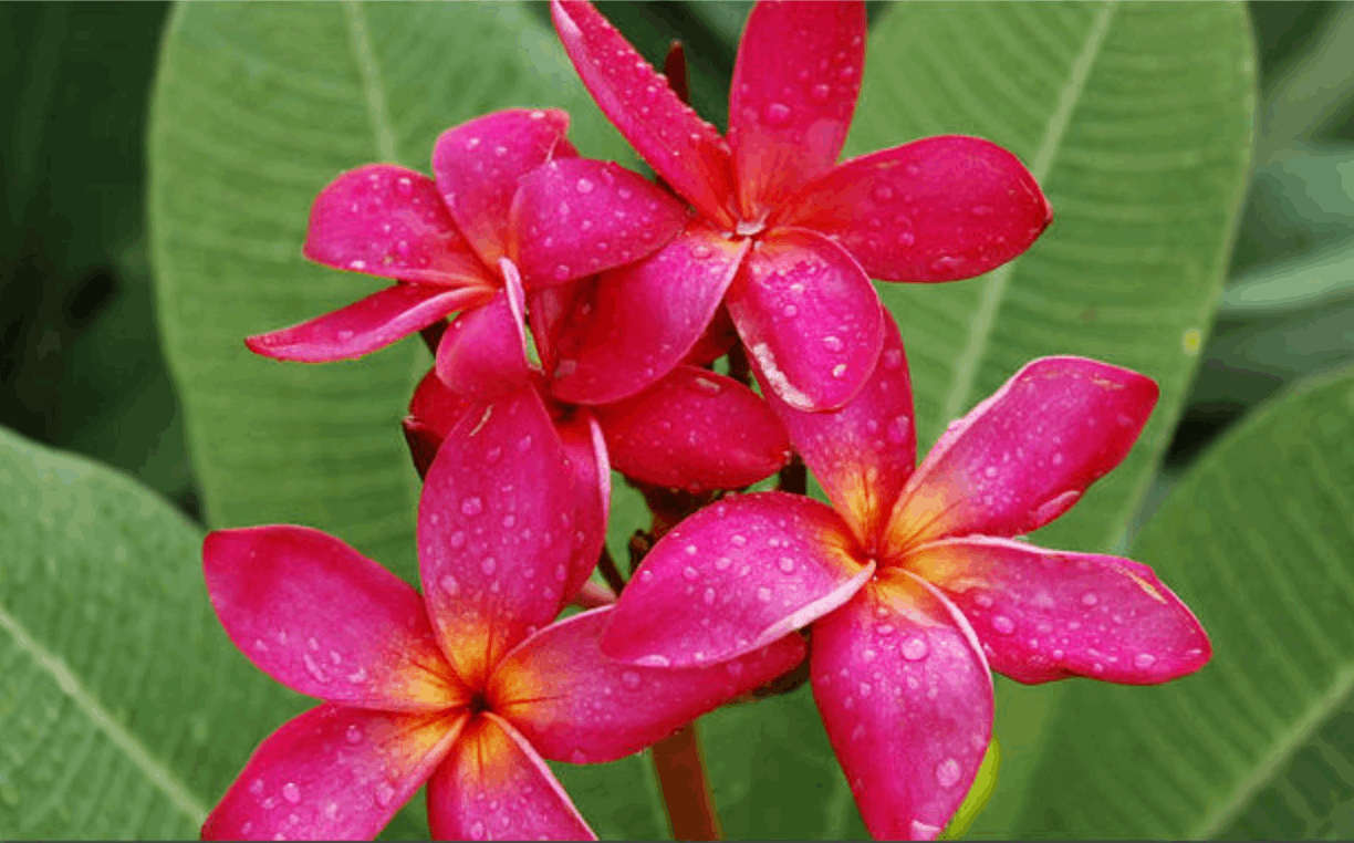 Plumeria rubra "Daeng Udon"