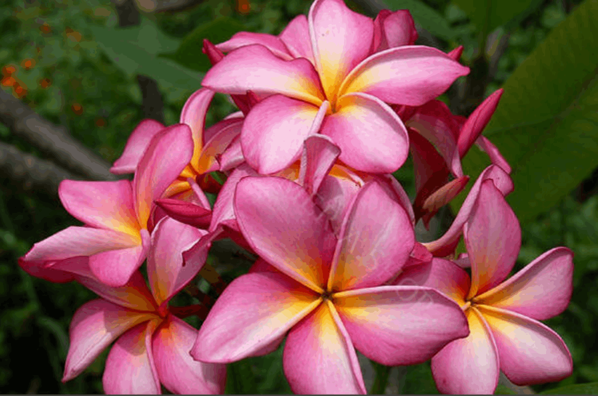 Plumeria rubra "Chompoo Dok Yai"