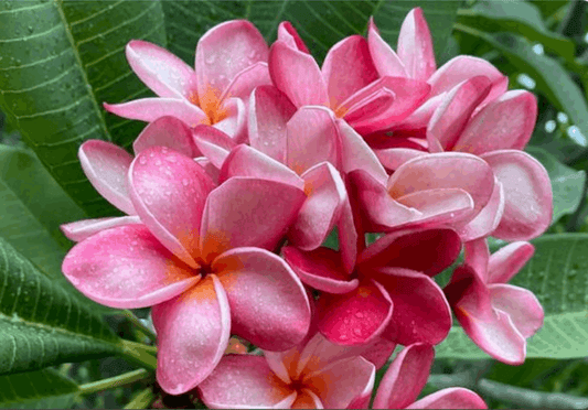 Plumeria rubra "Hydrangea Pink"