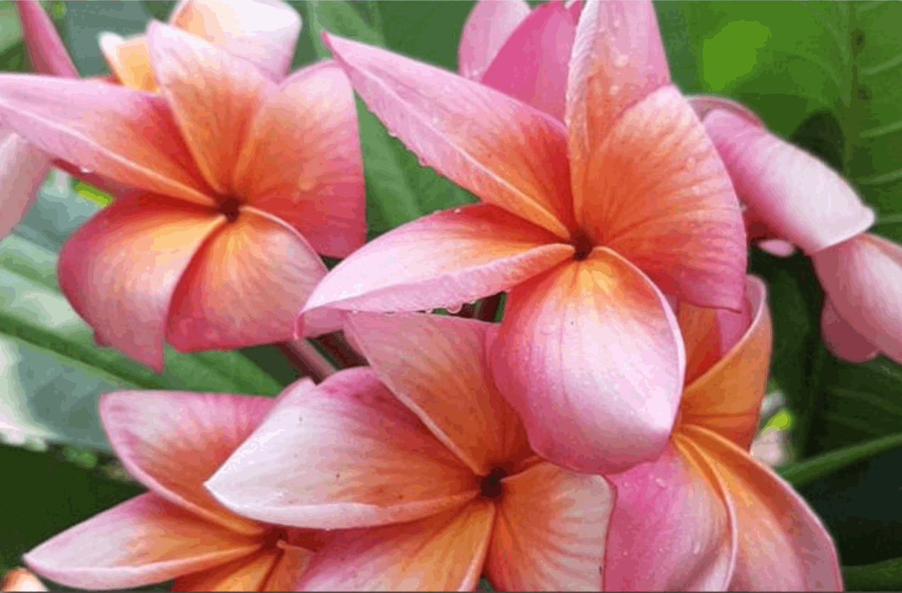 Plumeria rubra "Loy Kratong"