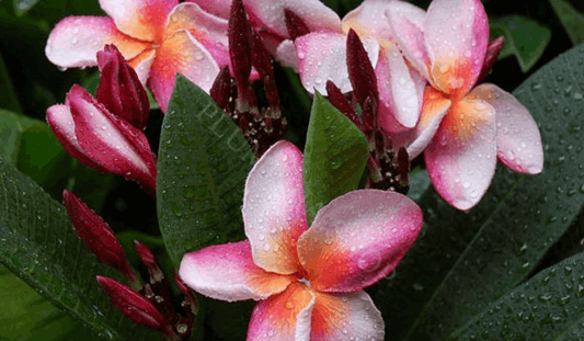 Plumeria rubra "Liverpool"