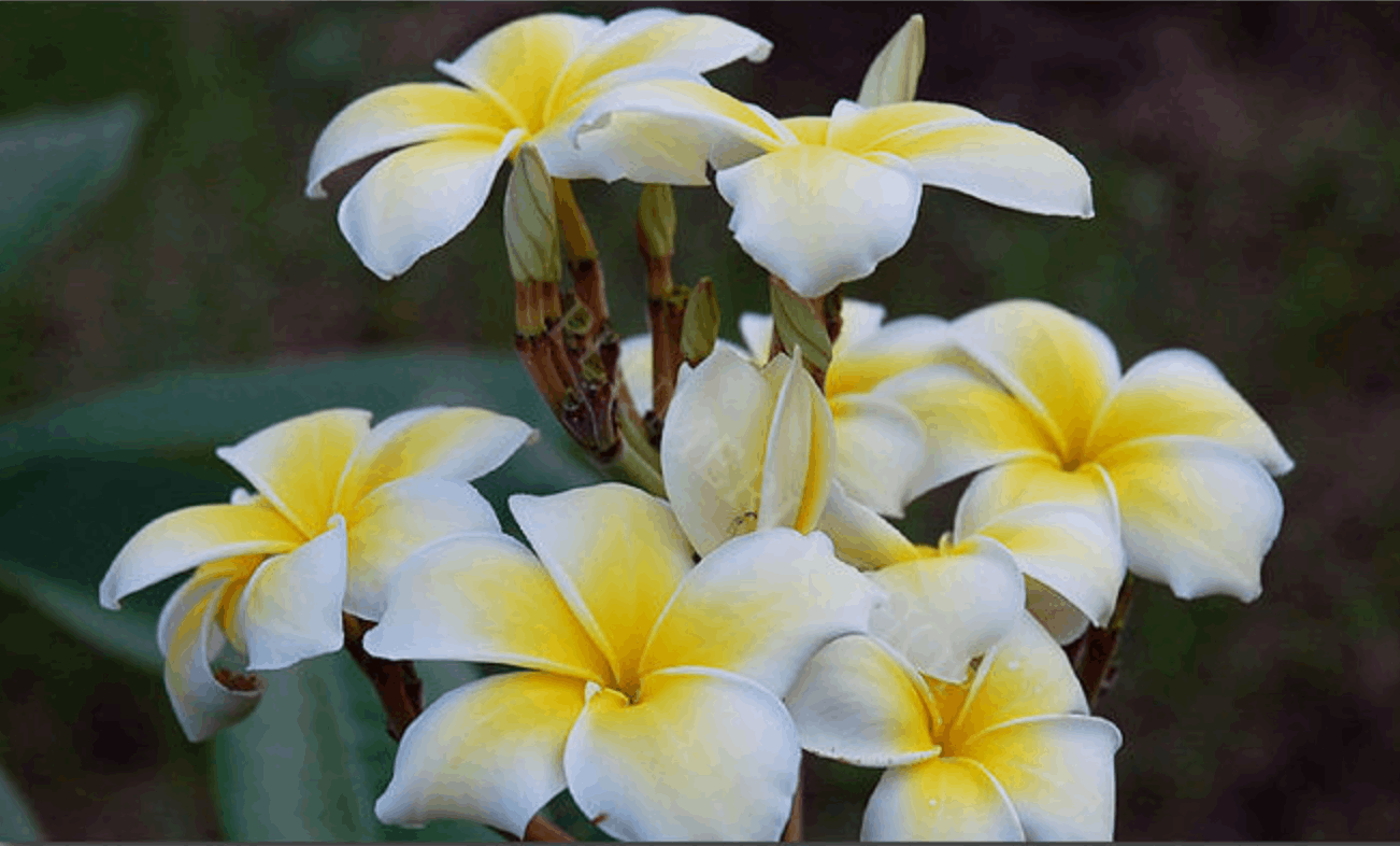 Plumeria rubra "Lueang Supan"