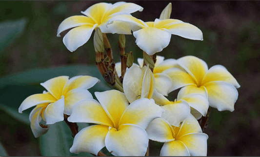 Plumeria rubra "Lueang Supan"