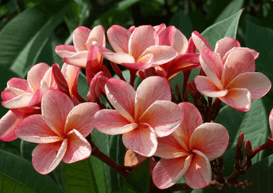 Plumeria rubra "P-3"