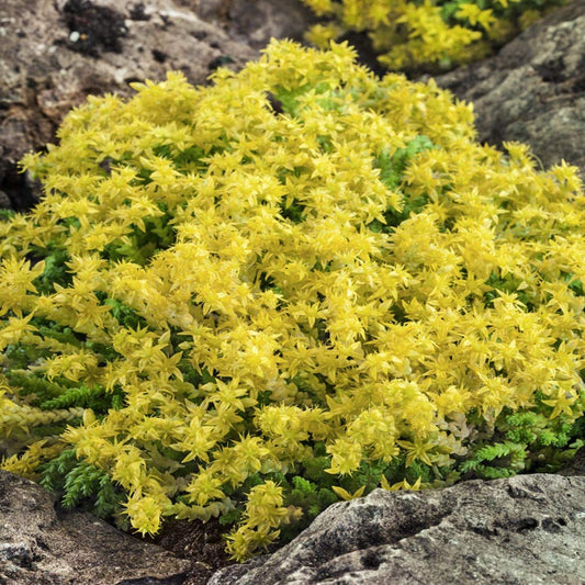 Sedum acre 'Yellow Stonecrop'