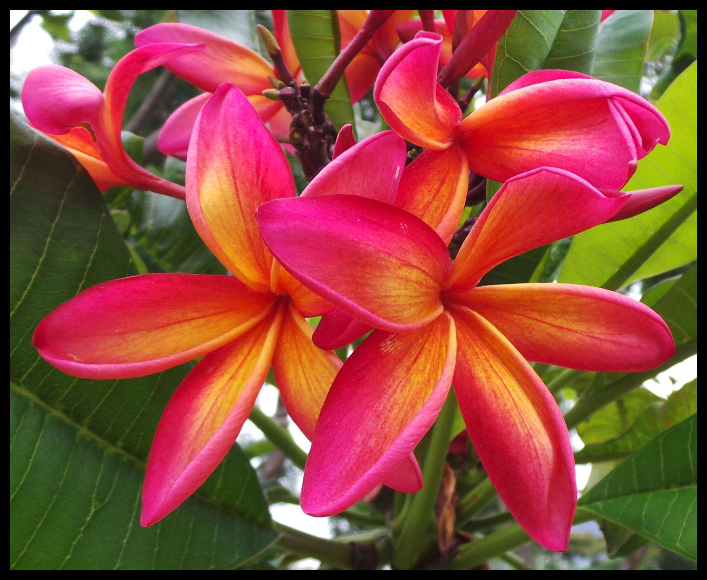 Plumeria Rubra Pinwheel Rainbow Rare Hybrid