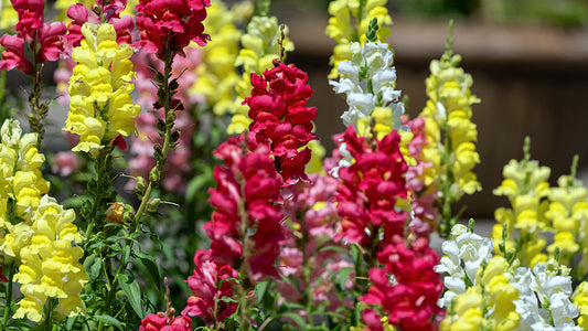 Snapdragon 'Trumpet Serenade'