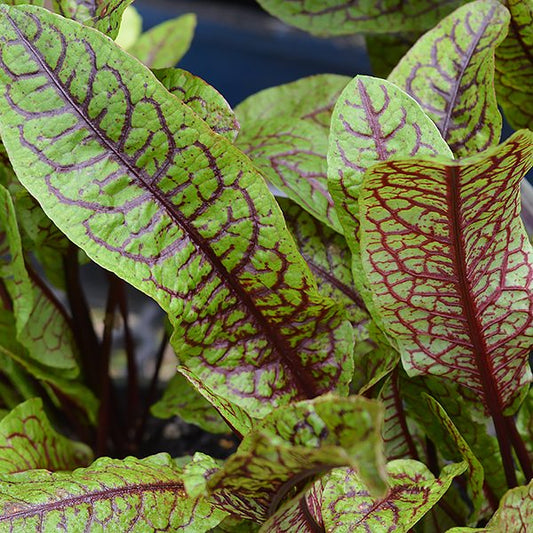 Sorrel Bloody Dock