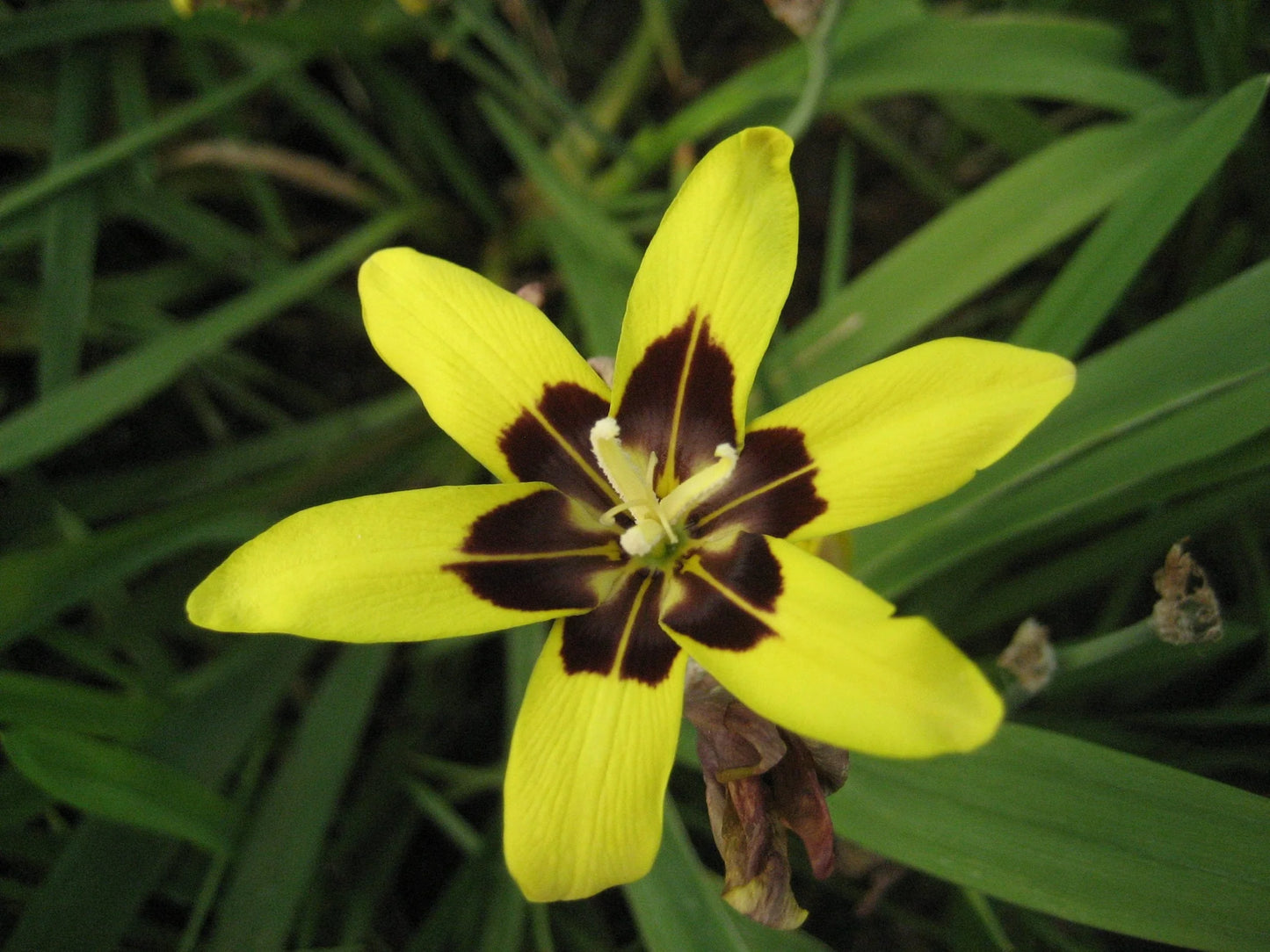 سباراكسيس ماكولوسا - زهرة المهرج المنقطة