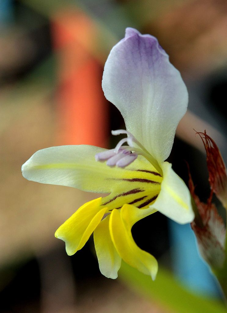 سباراكسيس فيلوزا - زهرة المهرج المشعرة
