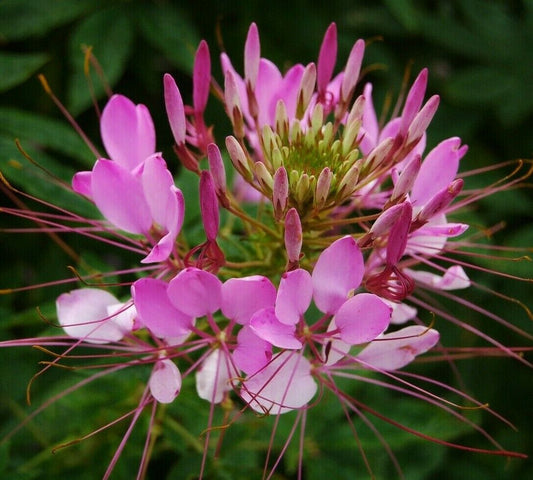 Spider flower 'Foutain' mix
