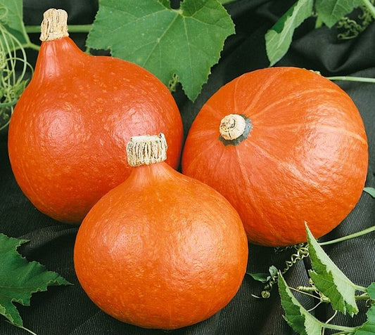 Squash 'Uchiki kuri'