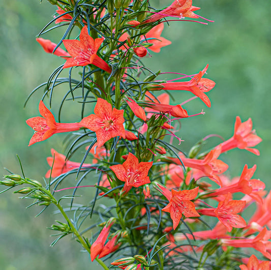Standing cypress