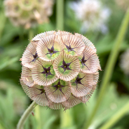 Starflower Pincushions `Drumsticks`