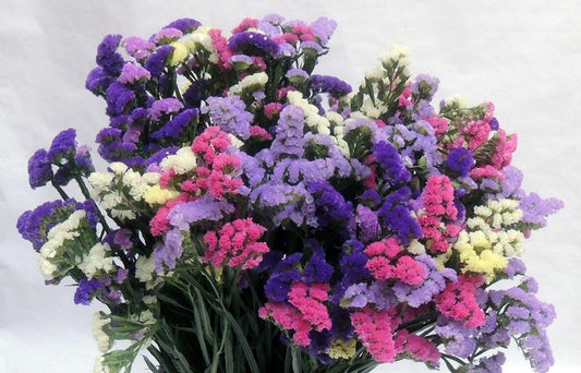 Statice Petit Bouquet mix