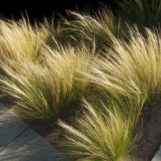 Stipa tenuissima 'Mexican Feather Grass'