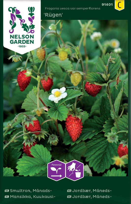 Strawberry Fragaria Vesca