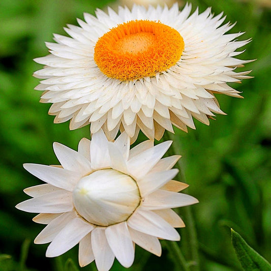 Strawflower White