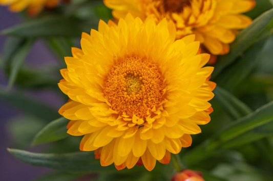 Strawflower Yellow