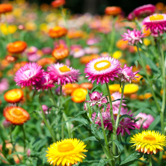 Strawflower mixed